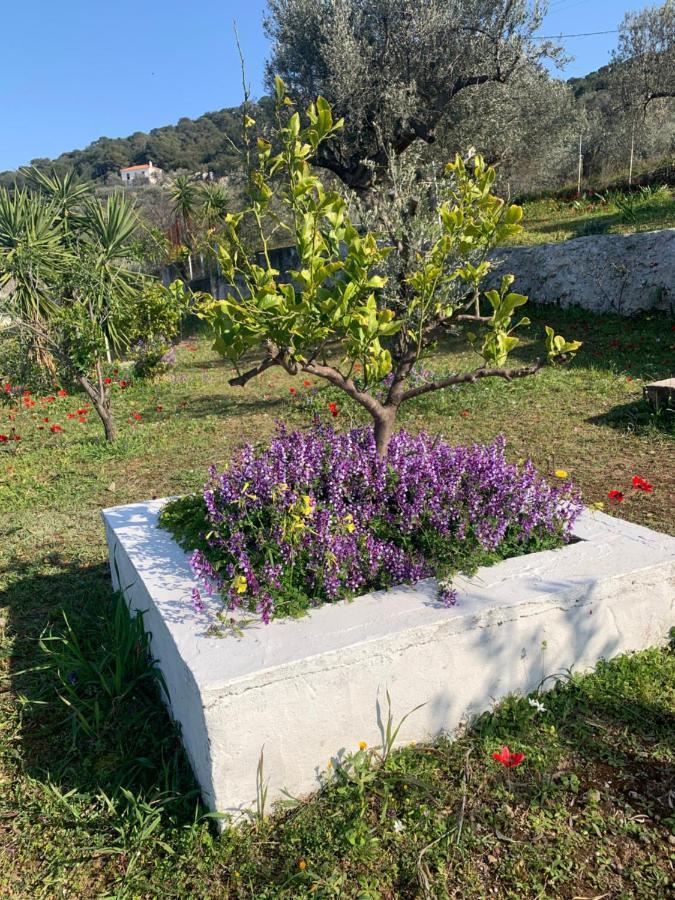 Вилла Olive Hill Private House Порос Экстерьер фото